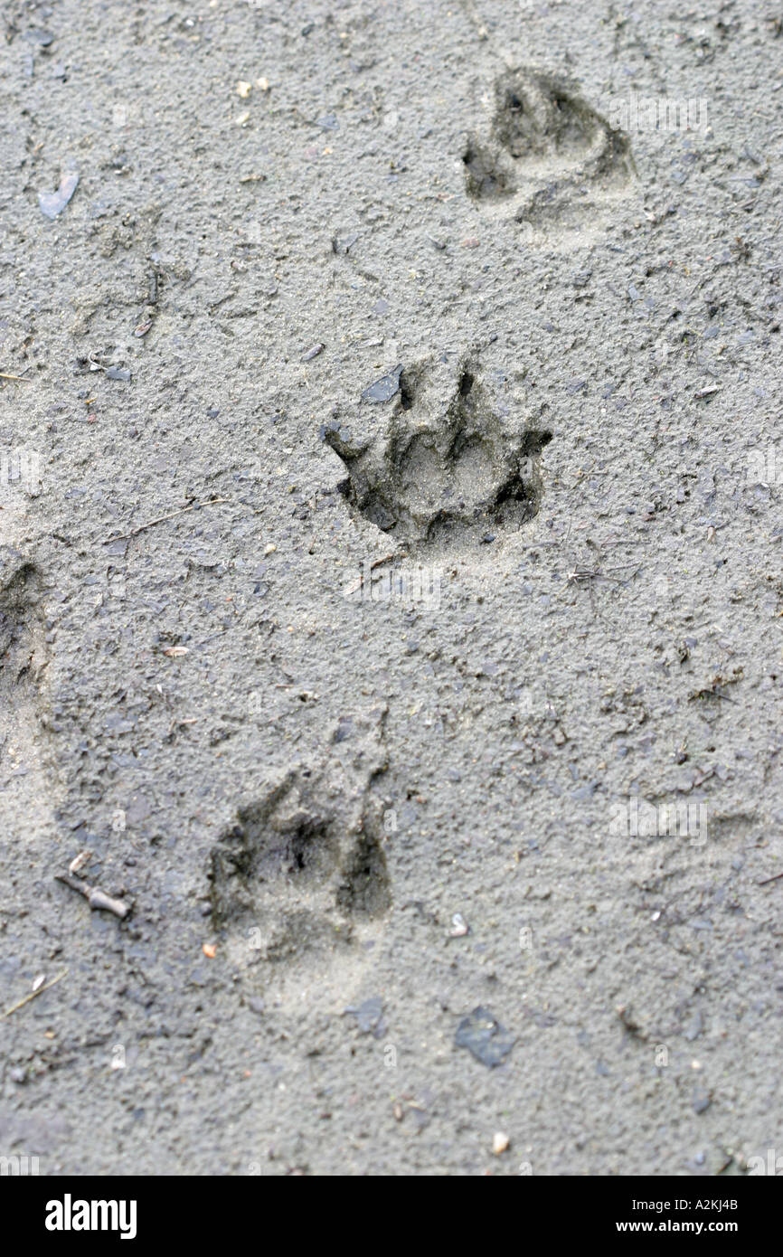 Überblick über ein Fuchs Vulpes Vulpes oben unten und ein Waschbär Hund Nyctereutes Procynoides Mitte Stockfoto