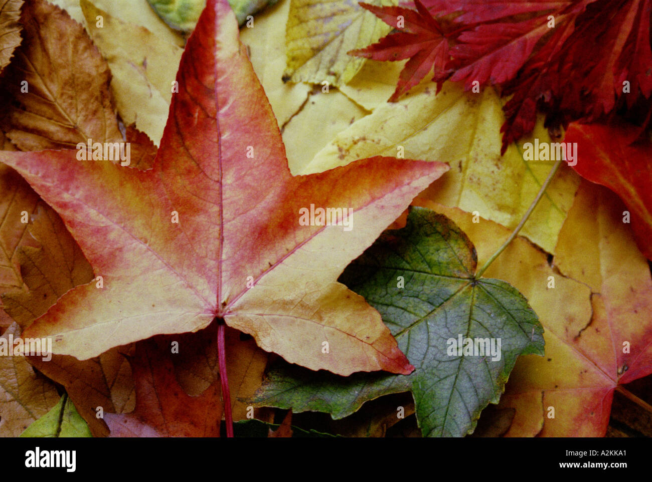 Herbstliche Blätter Stockfoto