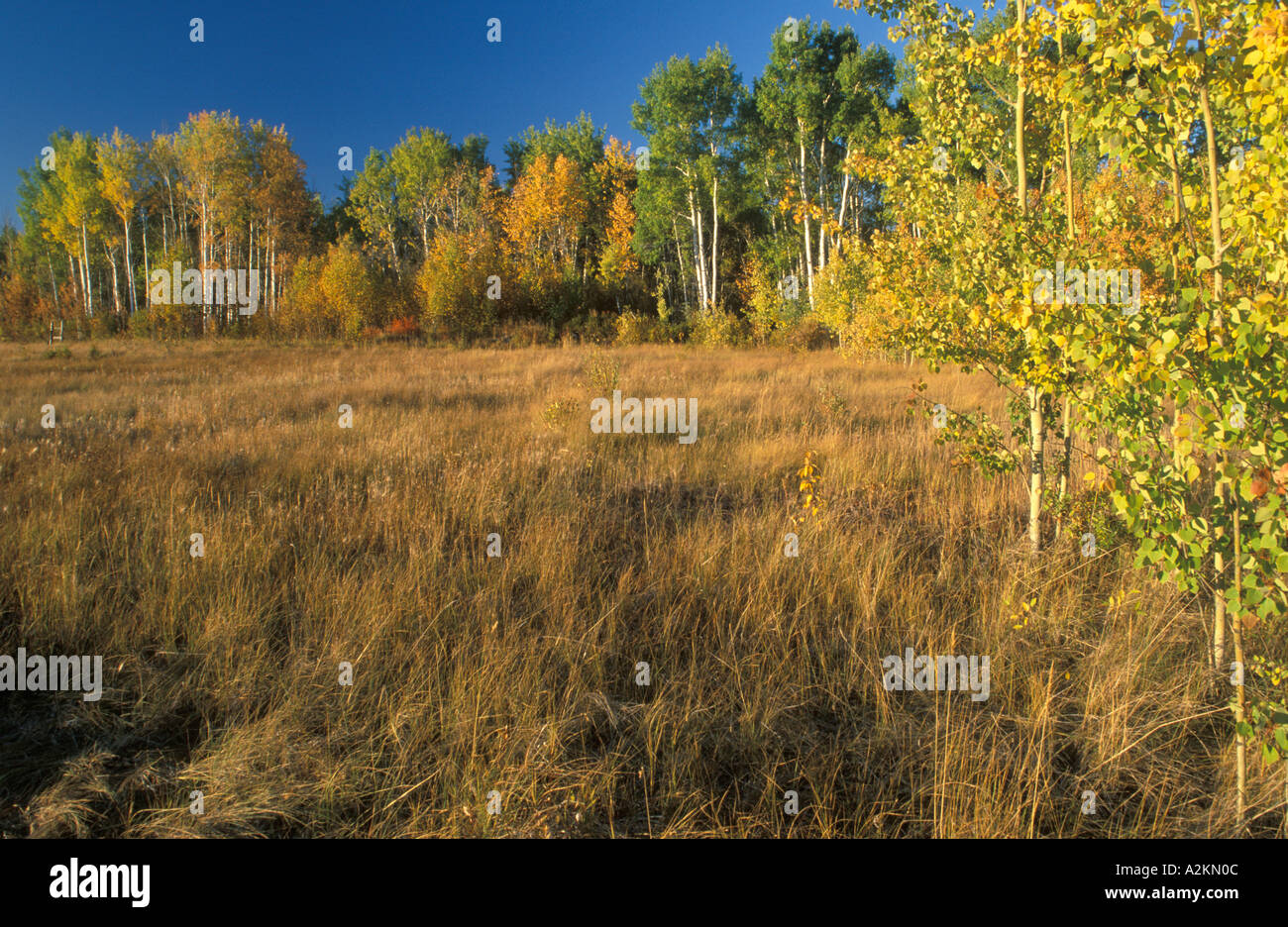 Bäume in Herbstfarben Stockfoto