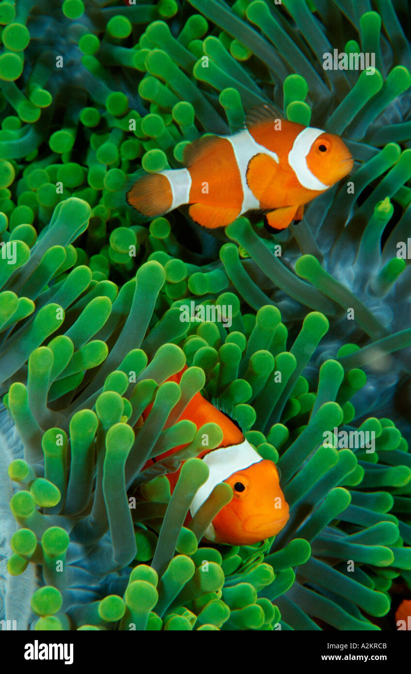 Amphiprion Ocellaris, Ocellaris Clownfish Stockfoto