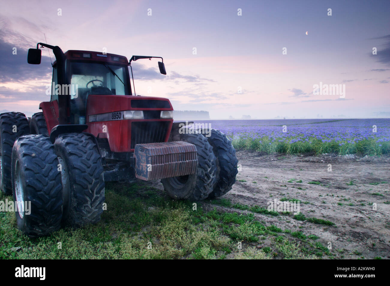 Traktor neben Feld blaue Iris am nebligen Morgen Mount Vernon Skagit Valley Skagit County, Washington USA Stockfoto