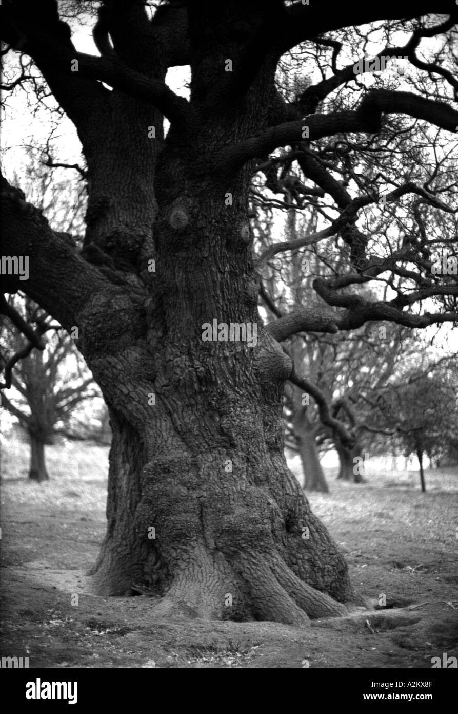 Stamm der alten Eiche Baum Richmond Park England uk Großbritannien Europa Eu Stockfoto