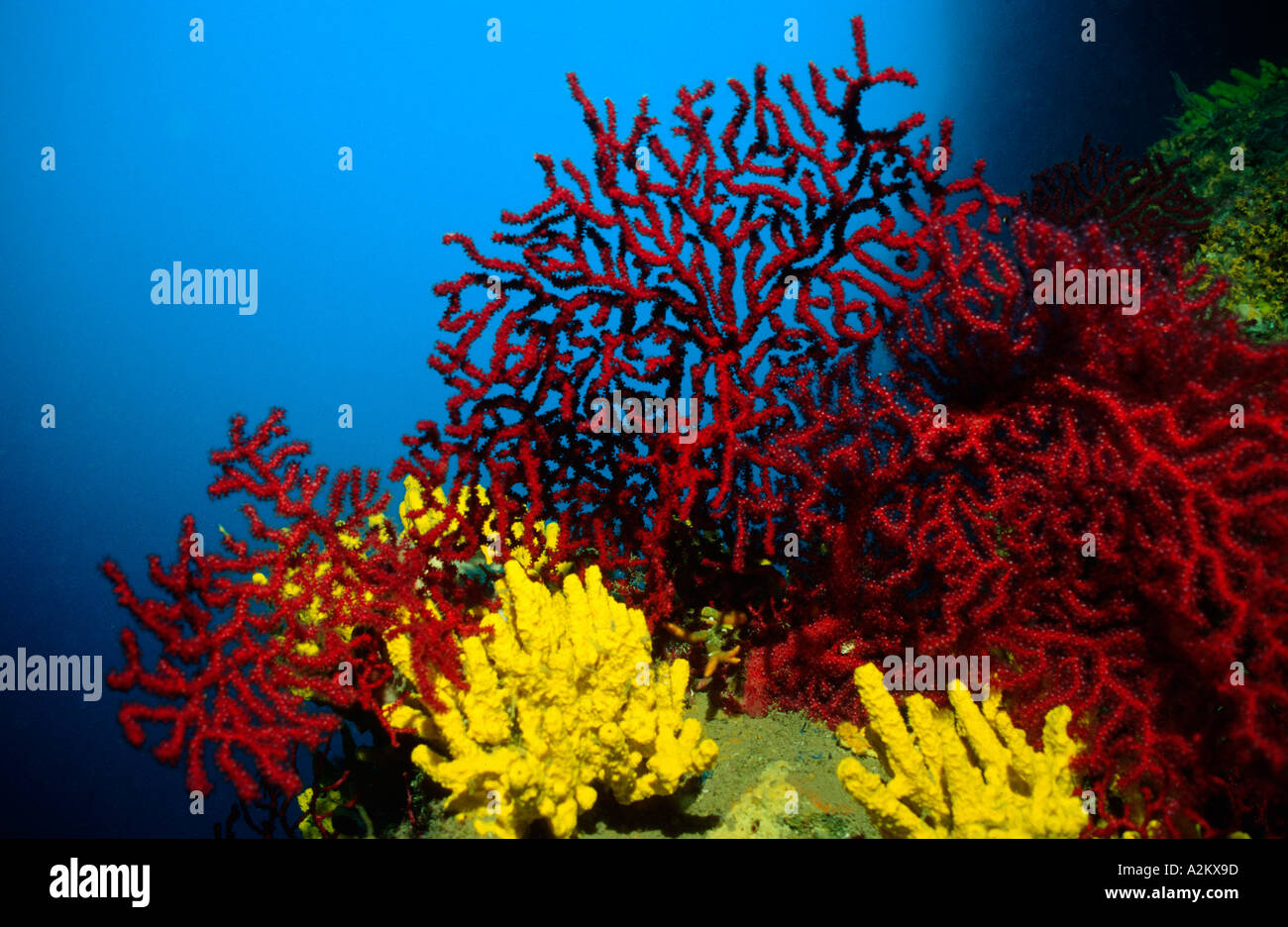 rote Gorgonien und gelbe Schwämme auf dem Meeresboden, Paramuricea Clavata und Verongia aerophoba Stockfoto
