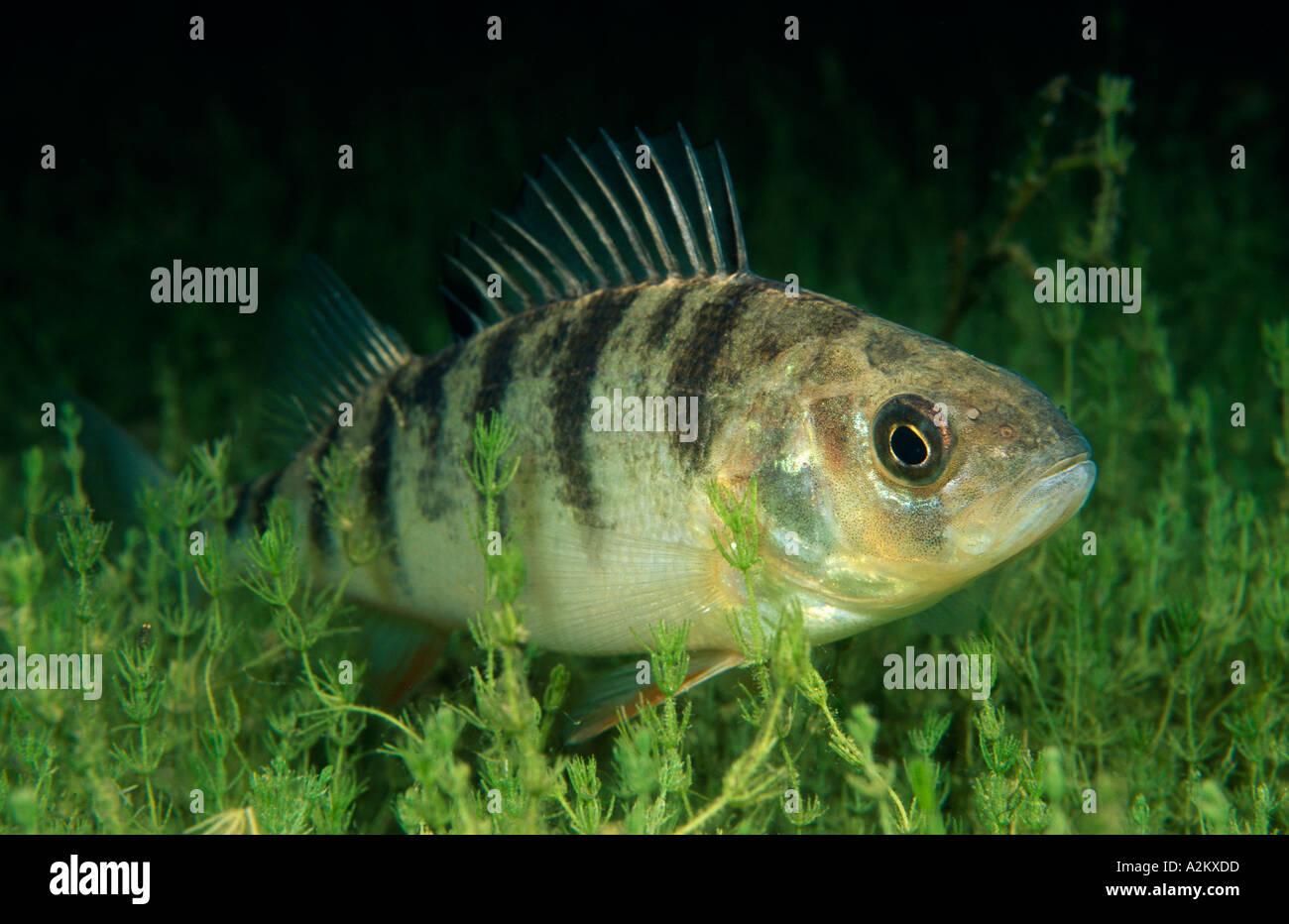 European Perch Percha fluviatilis Stockfotografie Alamy
