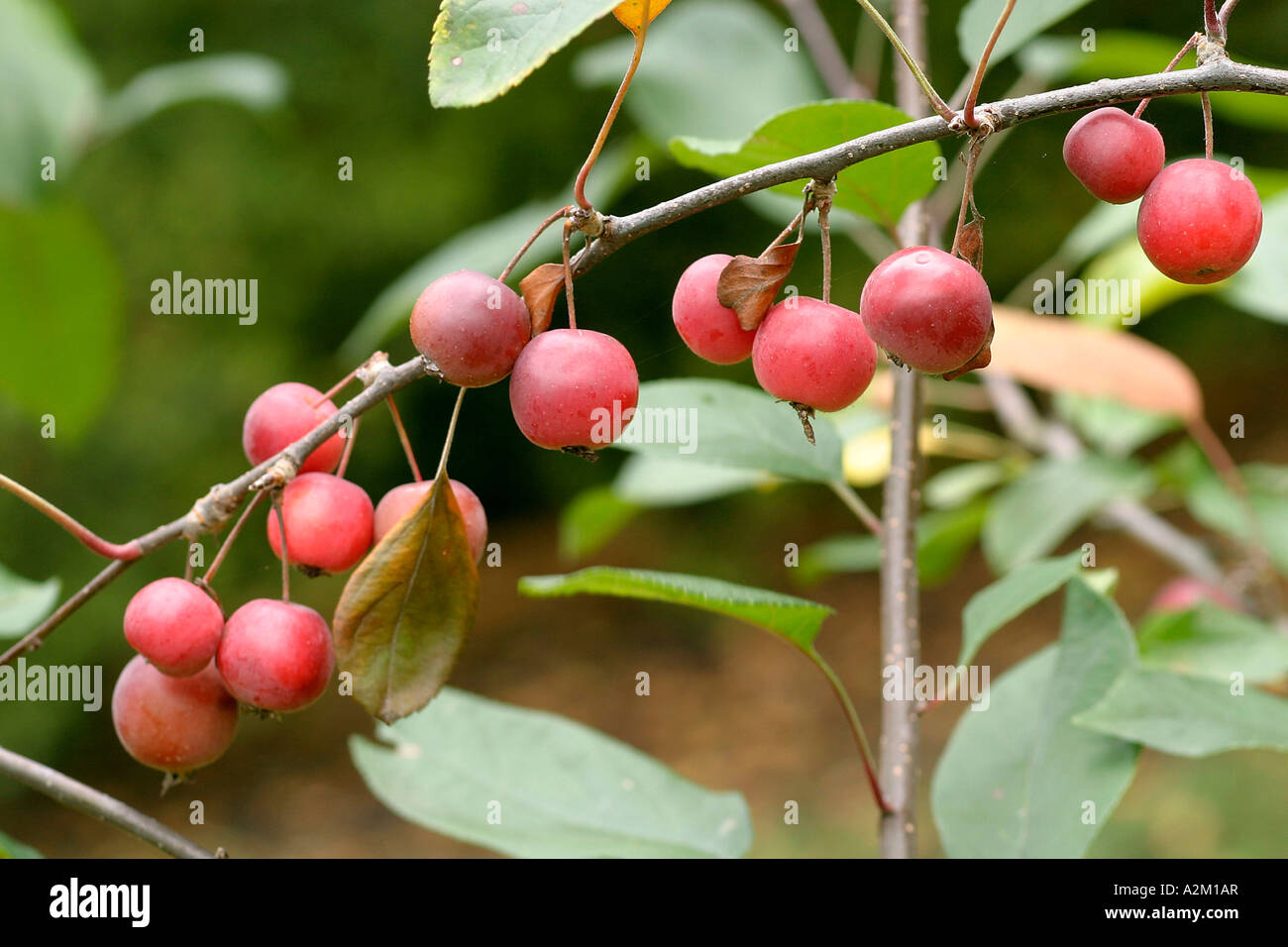 Malus X robusta hybrid Stockfoto