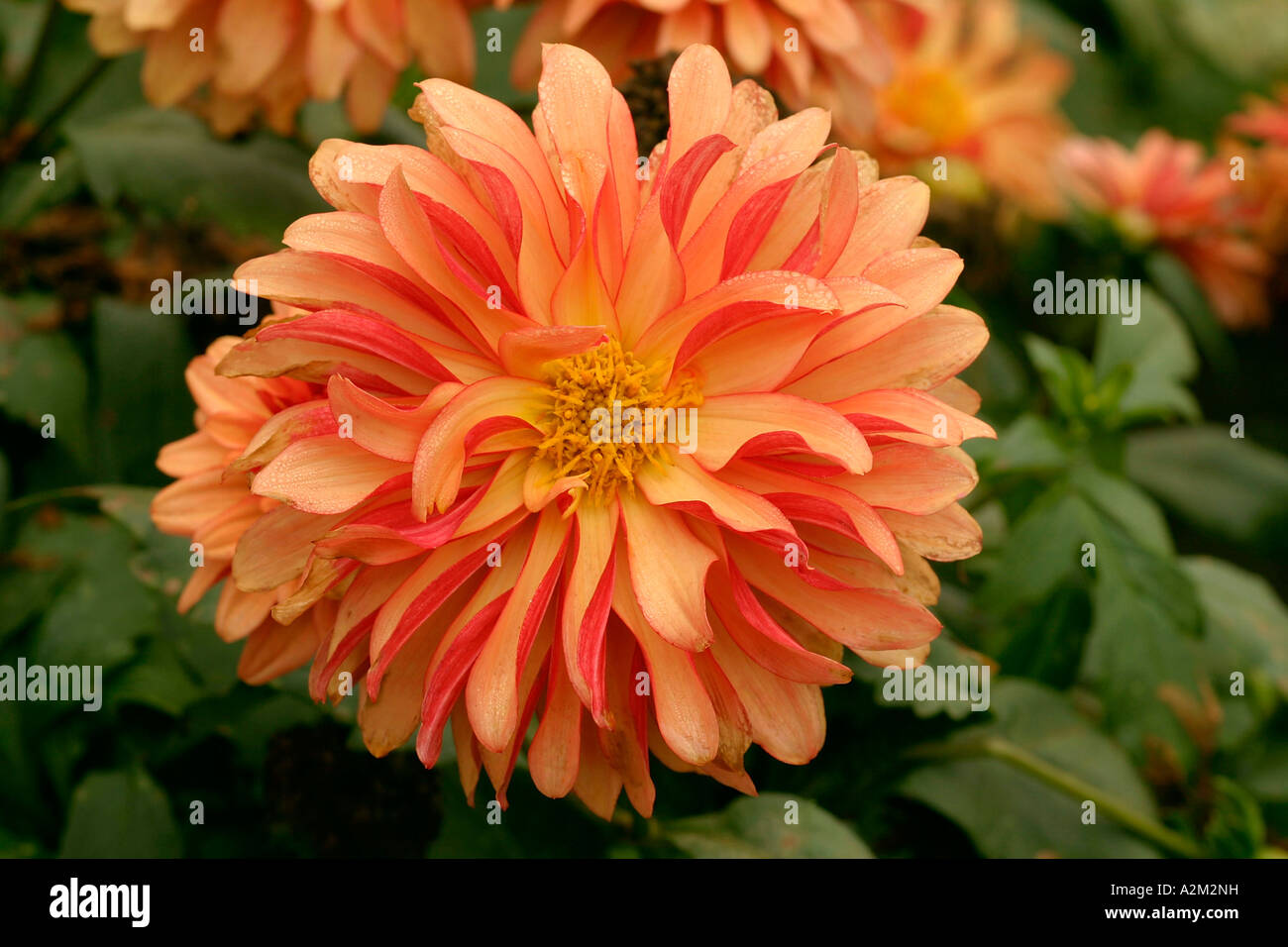 Dahlia Gallery Art Deco Stockfoto