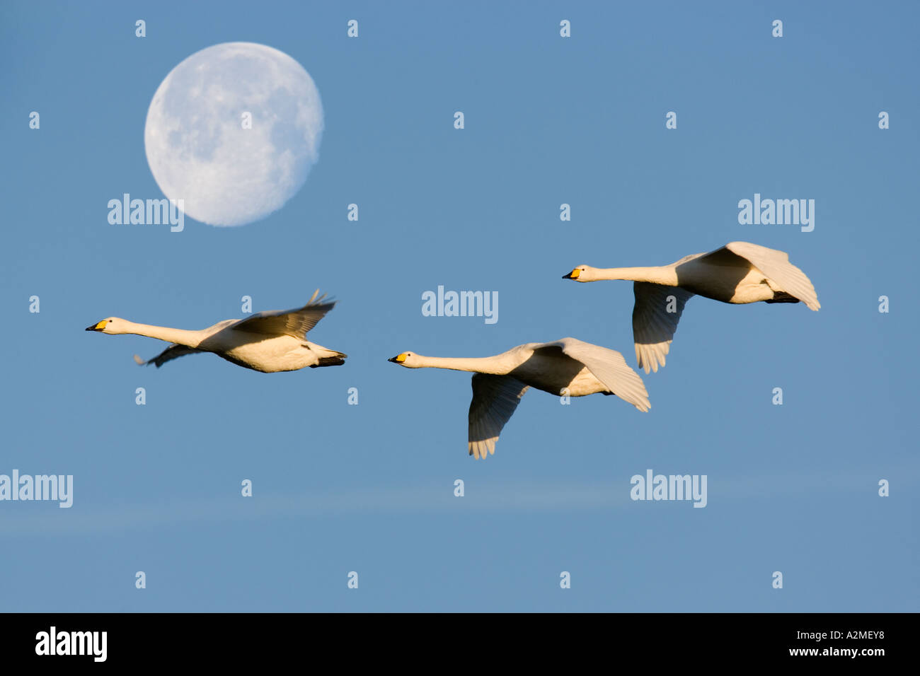 Singschwan Cygnus Cygnus im Flug mit Mond im Hintergrund gegen einen schönen blauen Himmel Welney norfolk Stockfoto