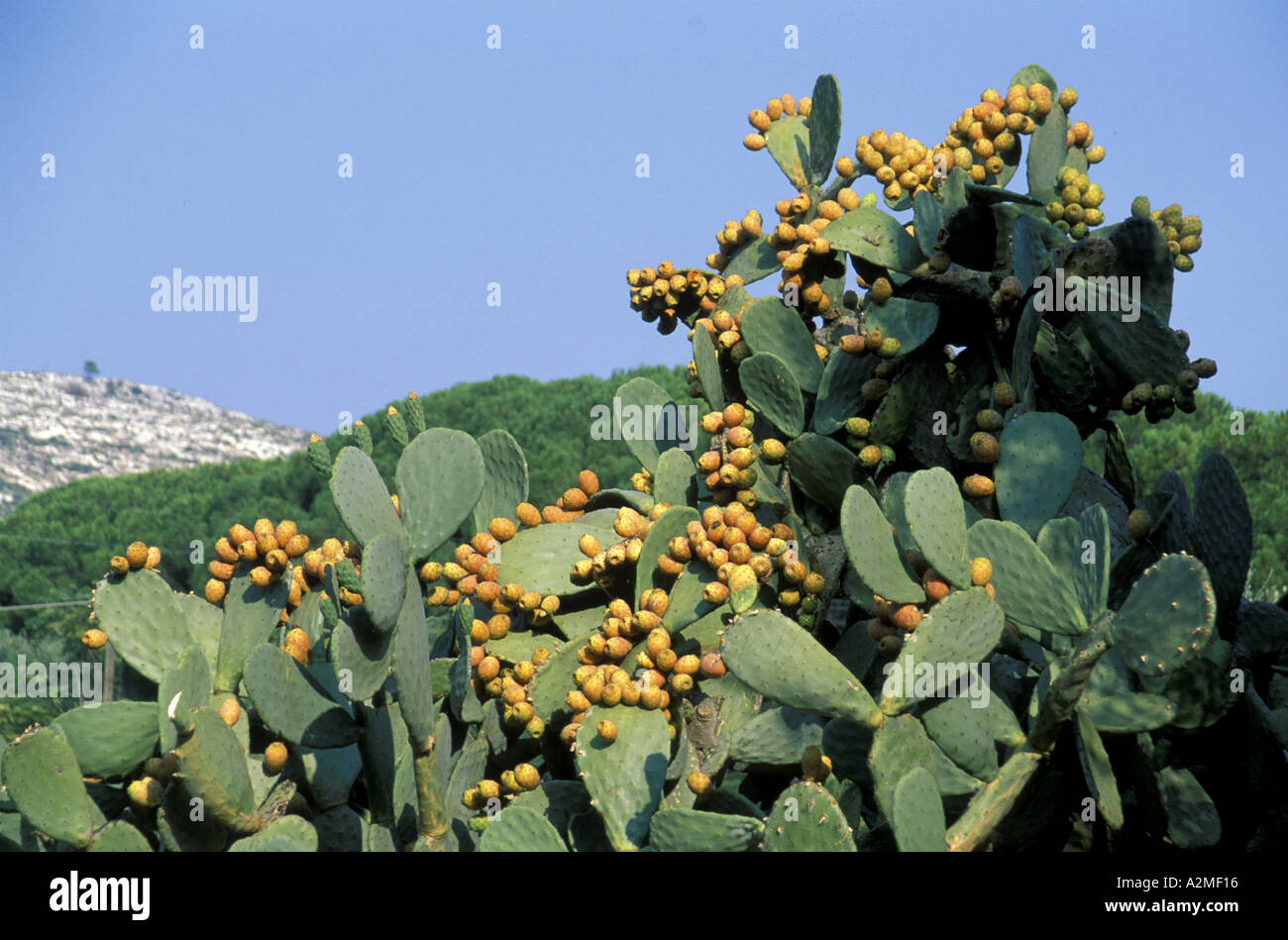 Stachelige Birne Stockfoto