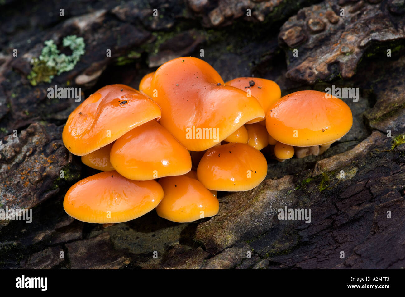nette Gruppe von Velvet Schaft Pilz Flammulina Velutipes wachsen auf stumpf Potton bedfordshire Stockfoto