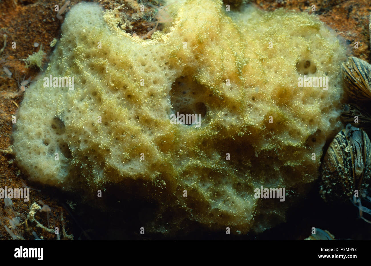 Schwamm Spongilla lacustris Stockfoto