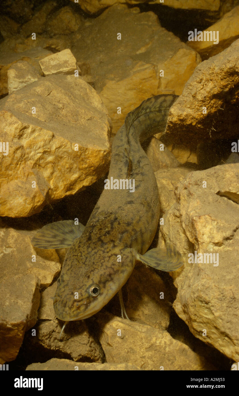 Lota lota Fotos und Bildmaterial in hoher Auflösung Alamy