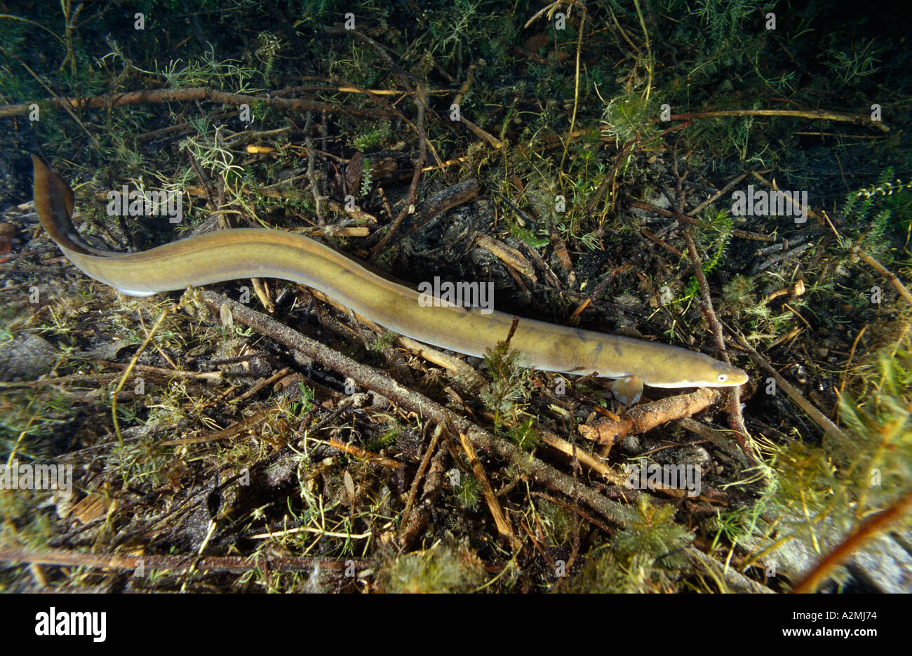 Europäischer Aal, Anguilla anguilla Stockfotografie Alamy