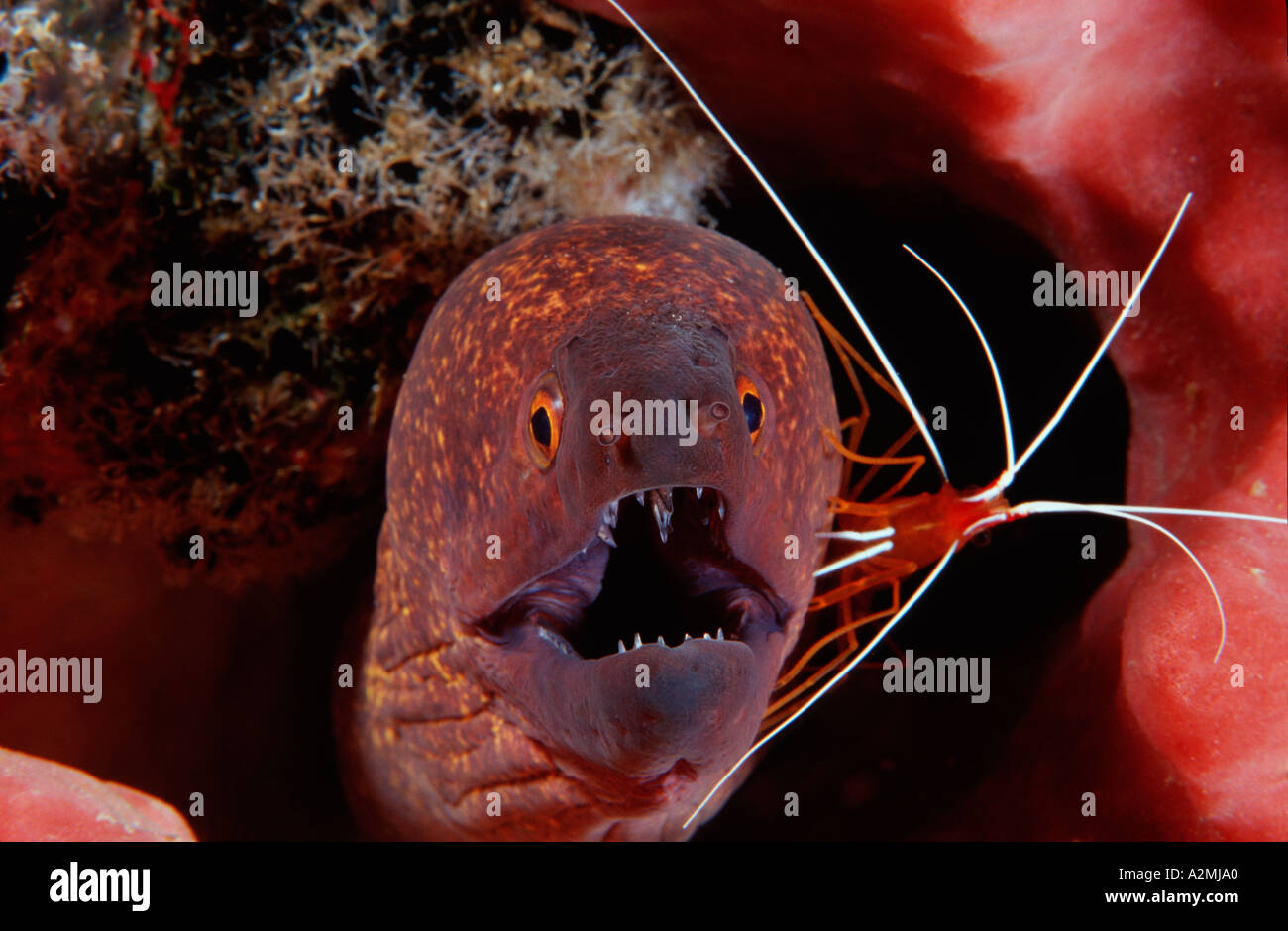 Gymnothorax Flavimarginatus mit Lysmata Amboinensis, gelb umrandete Moray mit weiß gebändert Putzergarnelen Stockfoto