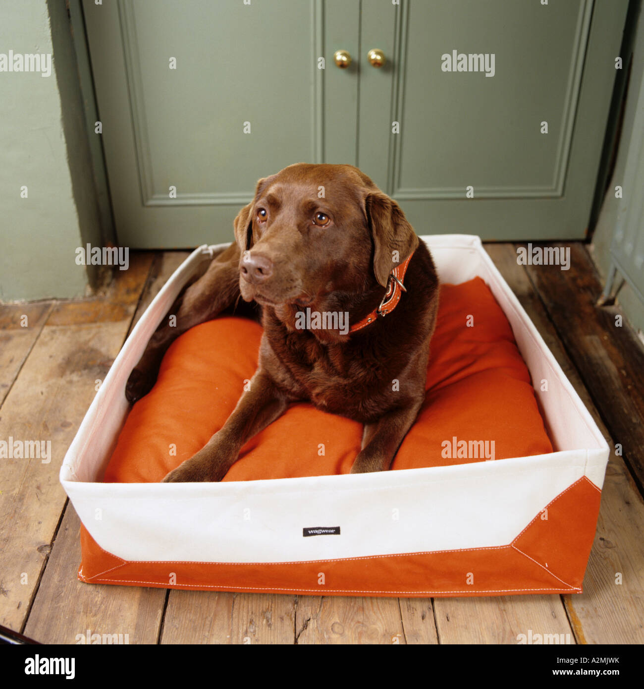 Chocolate Labrador in eine orange Hundekorb Stockfoto