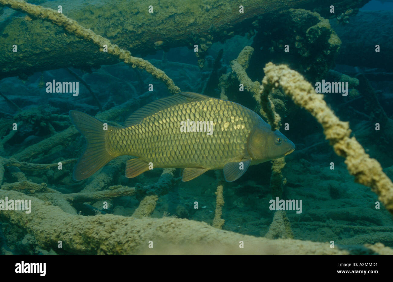 Karpfen, europäischen Karpfen, Cyprinus carpio Stockfoto