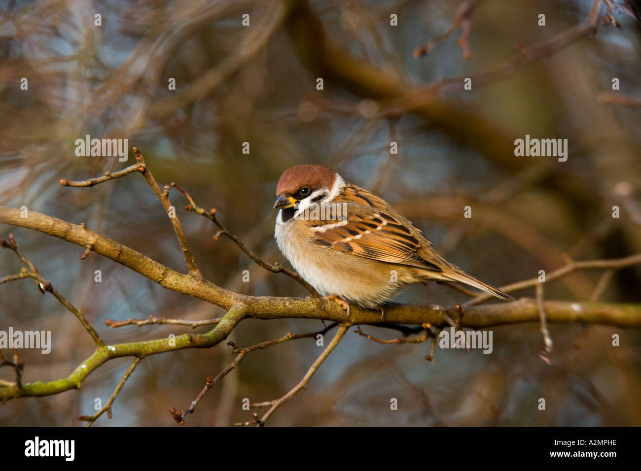 Baum-Spatz Passant Montanus thront auf Zweig suchen alert Sommer Leys northamptonshire Stockfoto