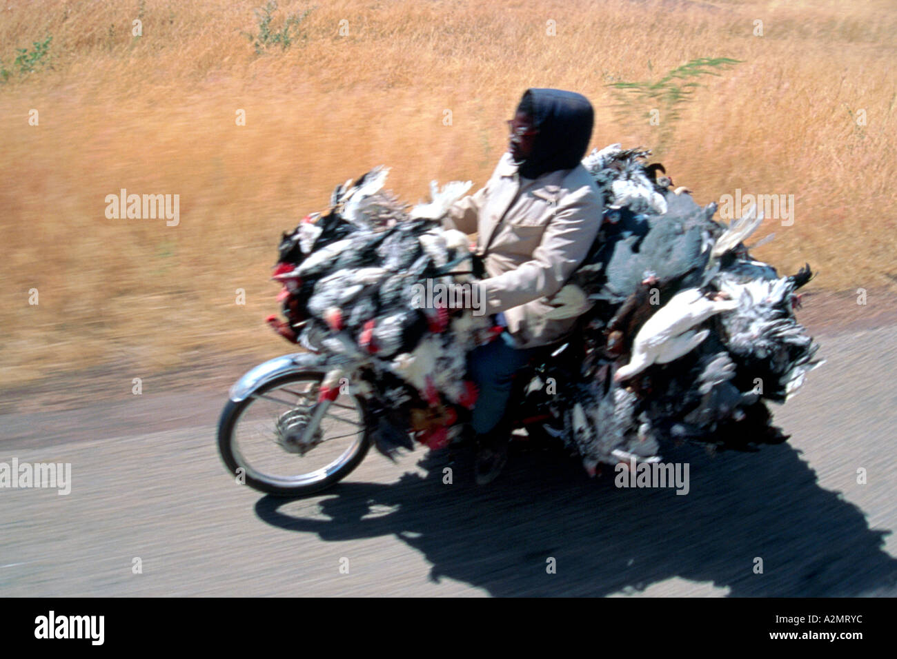 Ein Mann-Transporte Leben Hühner auf seinem Motorrad in Nigeria. Stockfoto