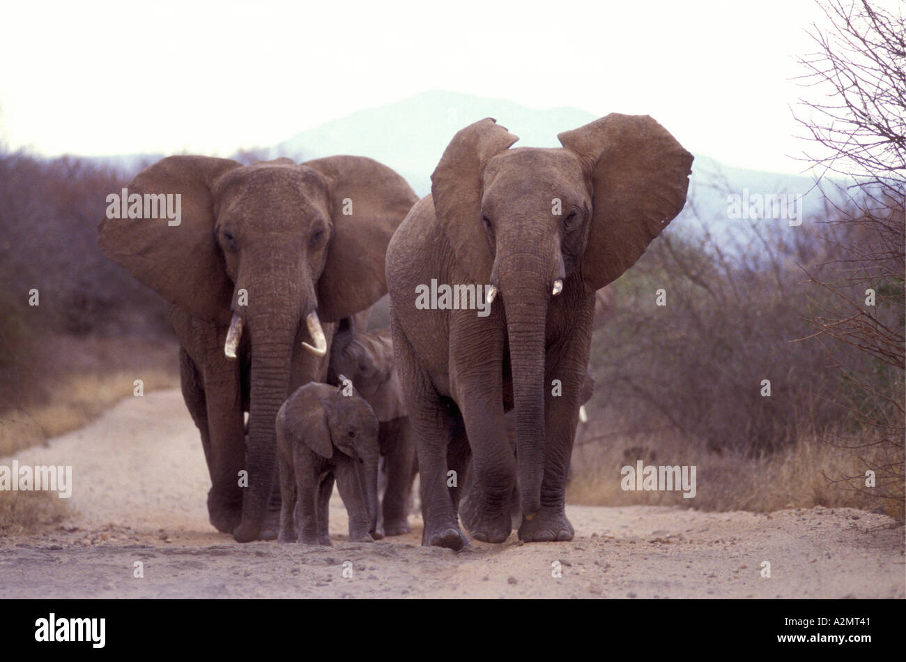 Familie Gruppe von weiblichen Elefanten und Babys Fuß Schmutz Straße im Tsavo West Nationalpark Kenia in Ostafrika Stockfoto