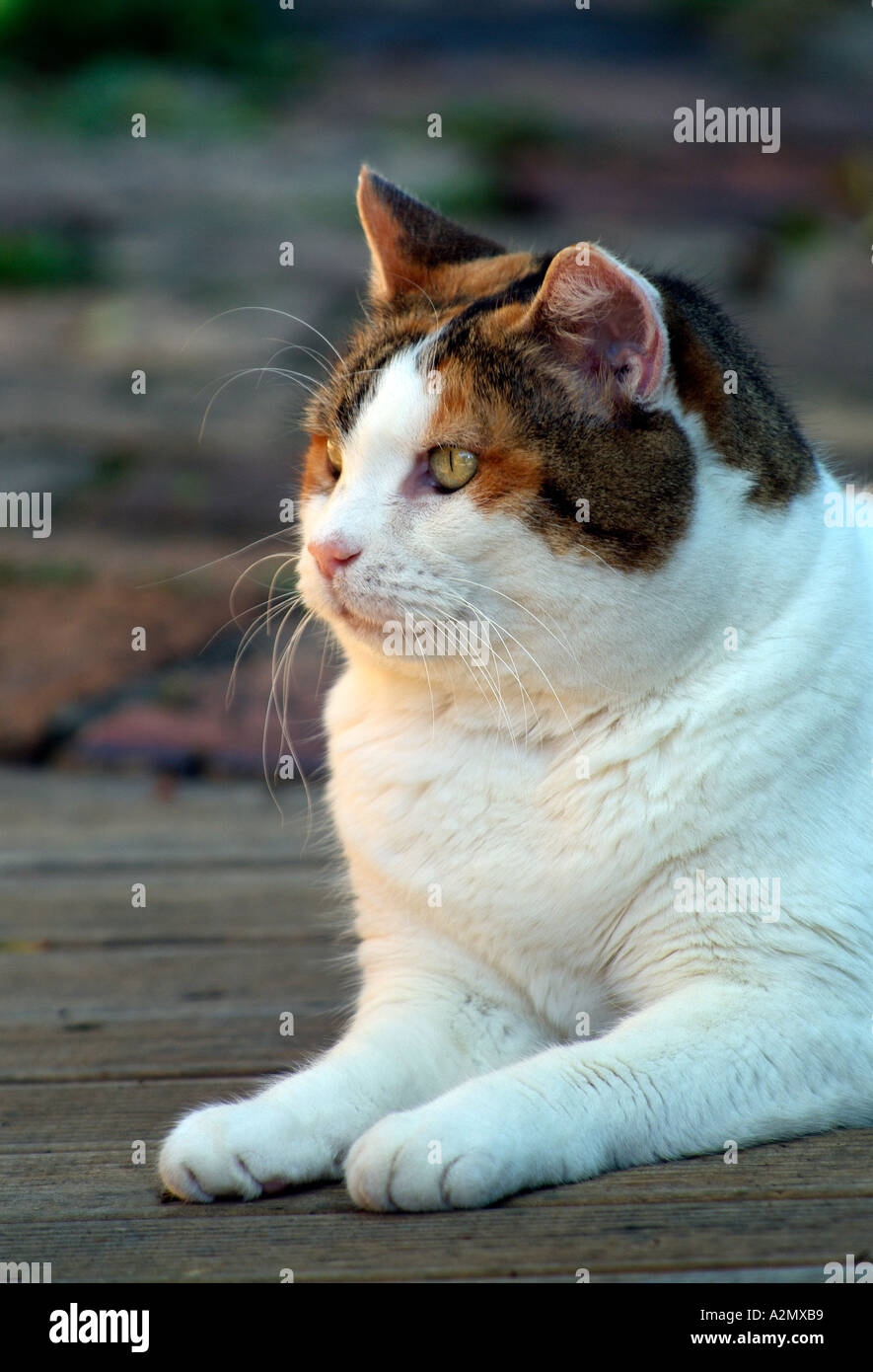 Ingwer und weiße Katze sitzt Stockfoto