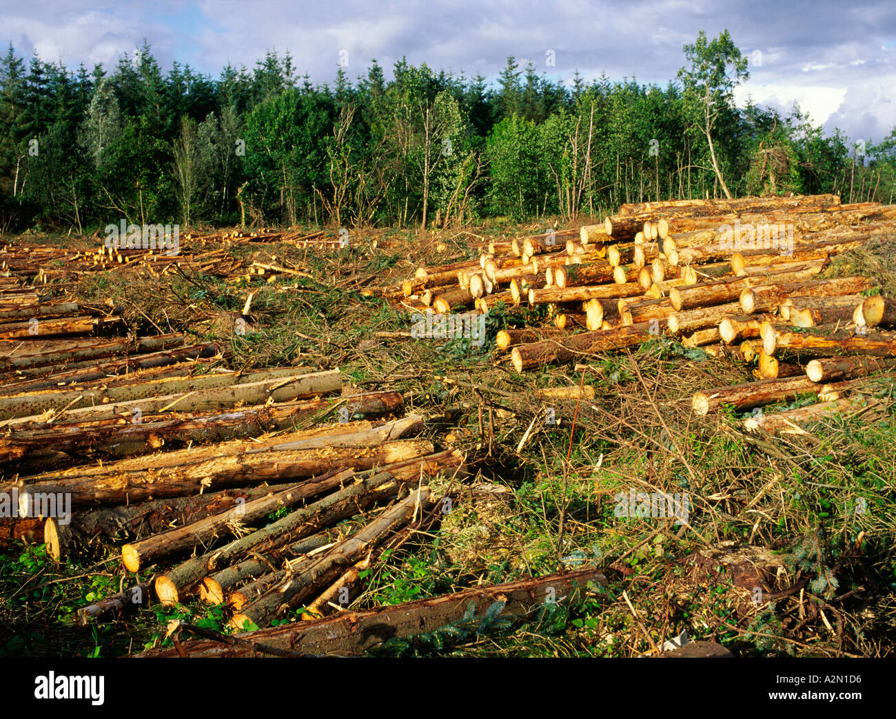 Junge Nadelholz industrielle Nadelbaum Protokollierung Forstwirtschaft Holz schneiden meldet sich im County Sligo, Irland Stockfoto
