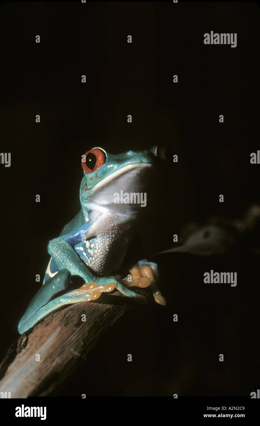 Live Green Tree Frog mit roten Augen auf einem echten Stock für den Fotografen Stockfoto