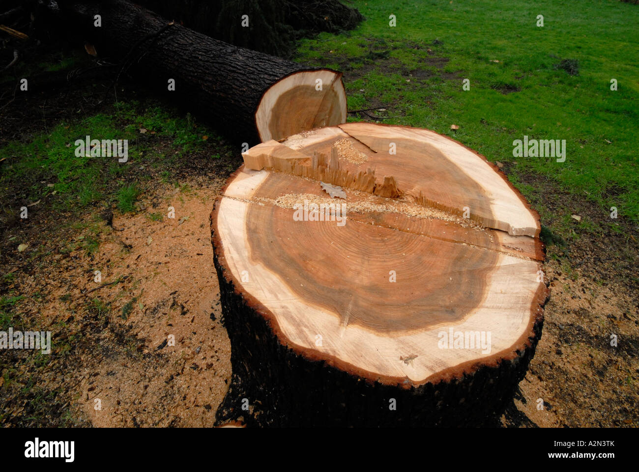 Cypress stumpf nach London Bauträger Baum gefällt hatte, weil "es nicht gesund" und war in der Art seines Vorschlags. Stockfoto