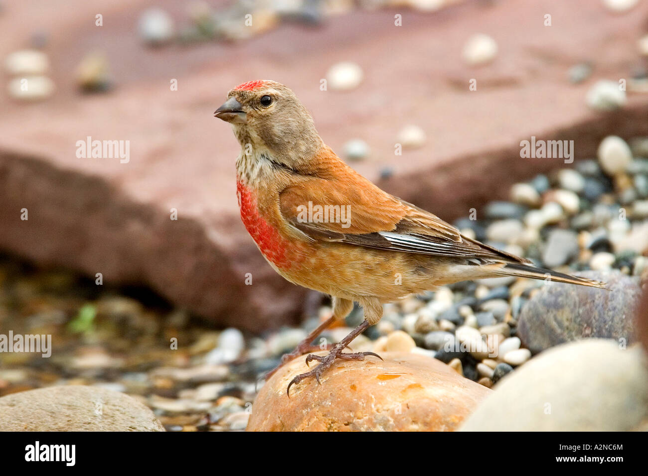 Nahaufnahme der Hänfling (Zuchtjahr Cannabina) Vogel auf Stein Stockfoto