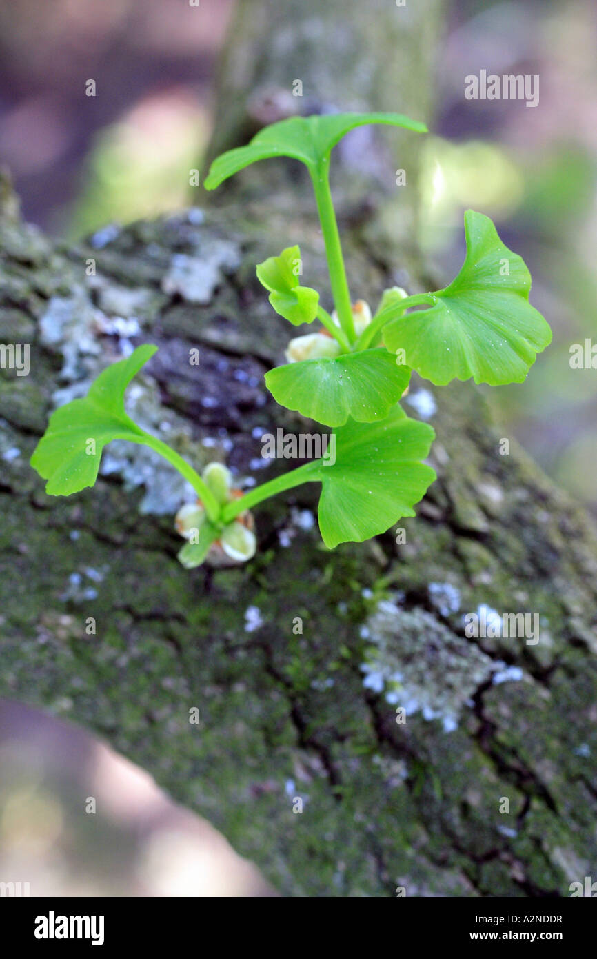Pflanze wächst auf Ast Stockfoto