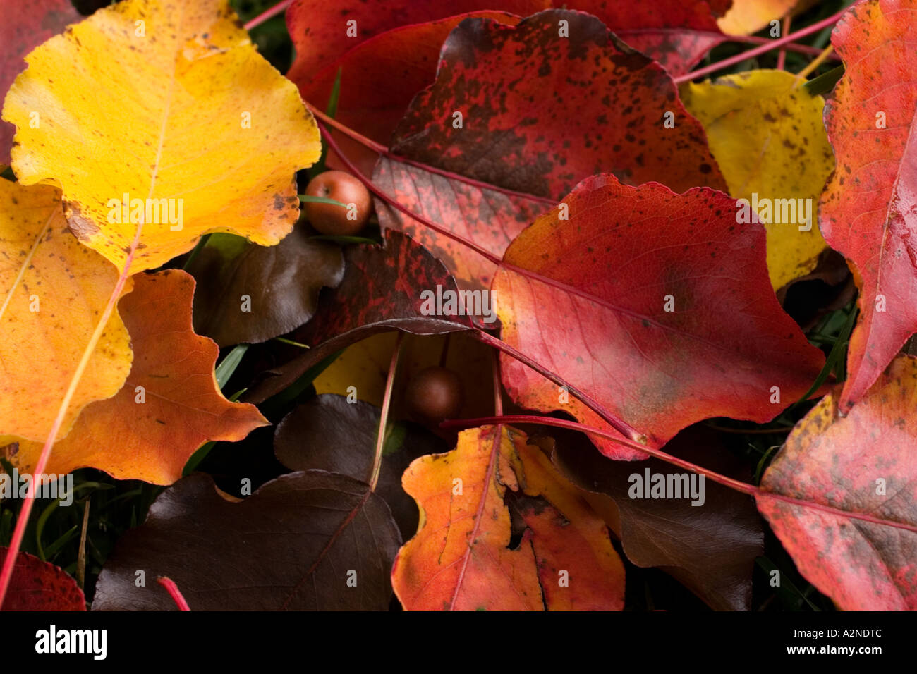 Im Herbst Laub Stockfoto