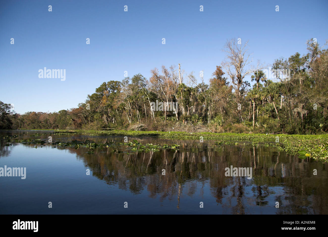 Ein Blick auf Alexander Frühling vom Kanu, Ocala National Forest, Zentral-Florida, USA Stockfoto