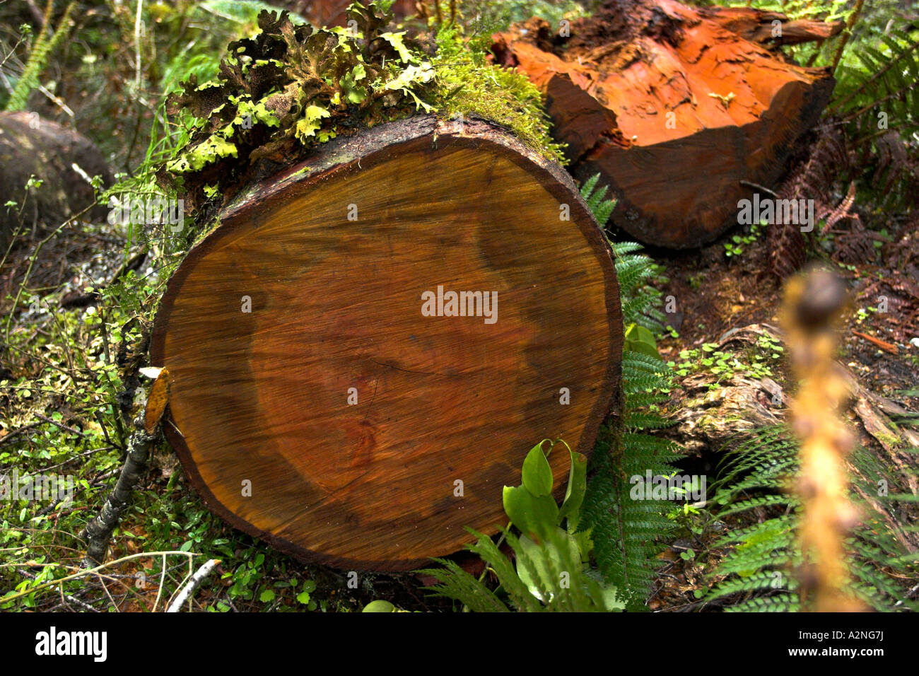 Gefällten Baumstamm, Südinsel, Neuseeland Stockfoto