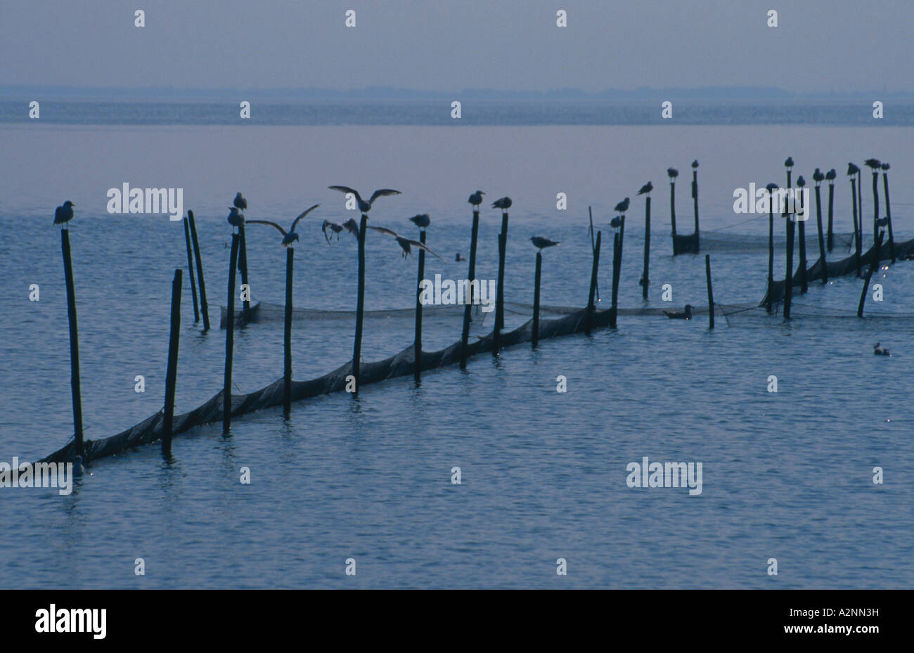 Silhouette der Herde von Möwen hocken auf hölzernen Pfosten Stockfoto