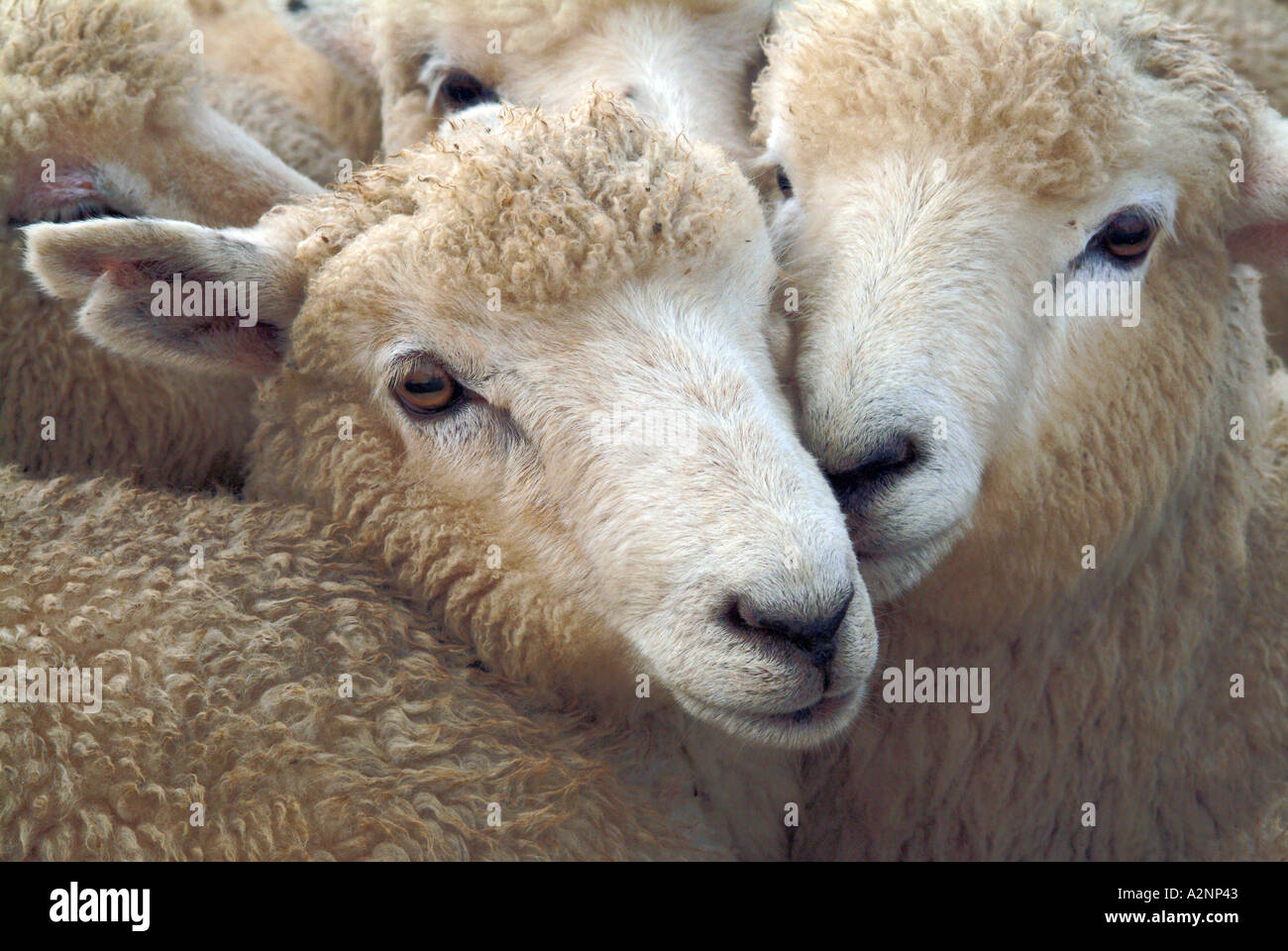 Eine Gruppe von Schafen Nahaufnahme in einen Stift an einer Landwirtschaftsausstellung und Bauernhof-Tag in Auckland New Zealand Schafherde Stockfoto