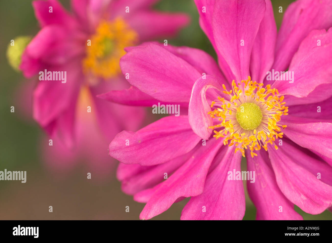 Anemone Hupehensis Var japonica Stockfoto