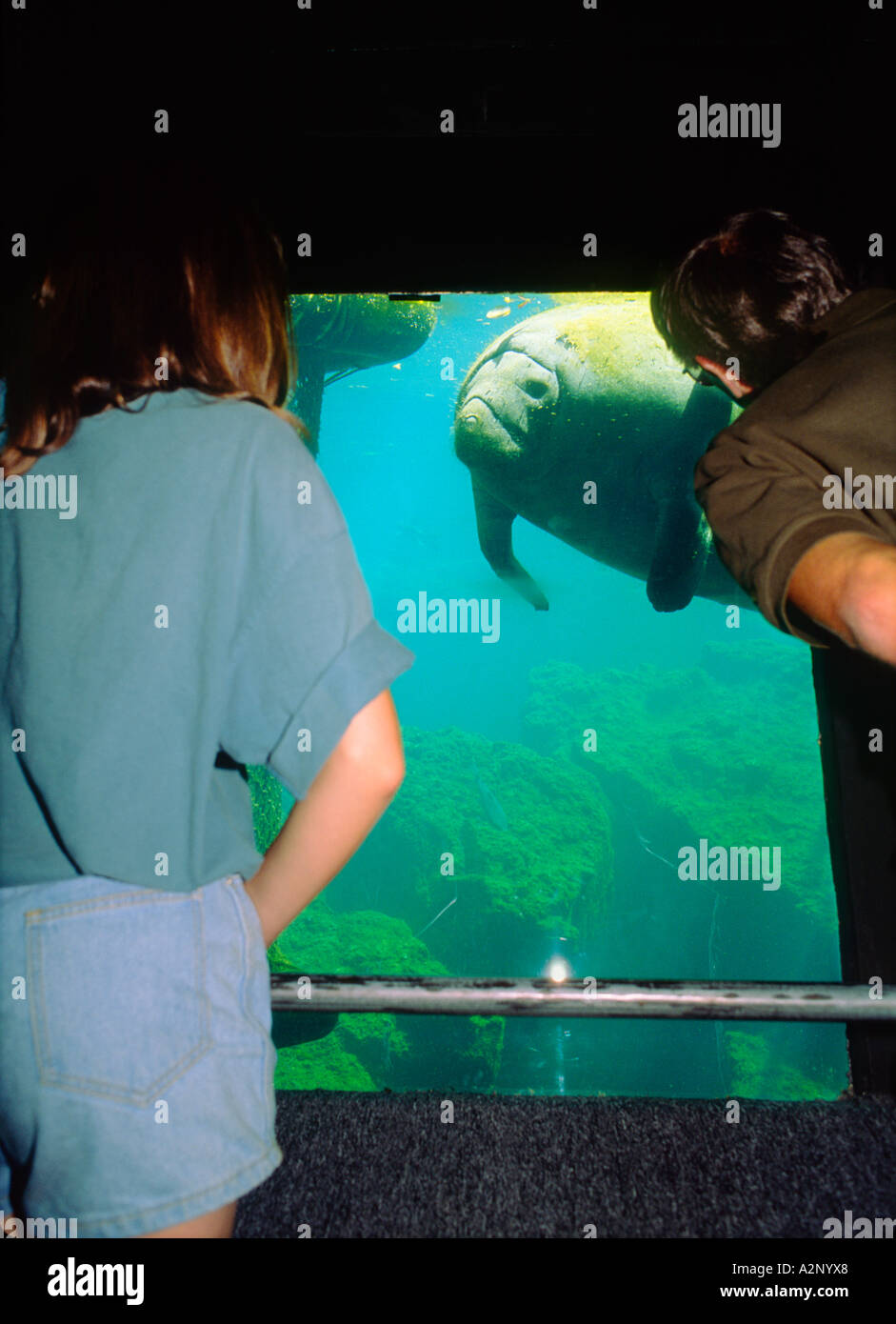 Homosassa Springs Wildlife Park, Florida, USA. Besucher sehen Seekühe von Unterwasser-Observatorium im Homosassa Fluß schwimmen Stockfoto
