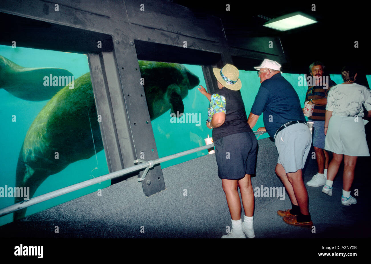 Homosassa Springs Wildlife Park, Florida, USA. Besucher sehen Seekühe von Unterwasser-Observatorium im Homosassa Fluß schwimmen Stockfoto