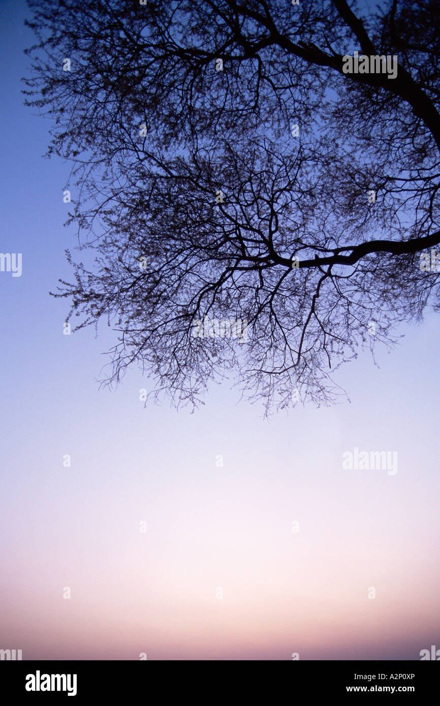 Silhouette eines Baumes Stockfoto