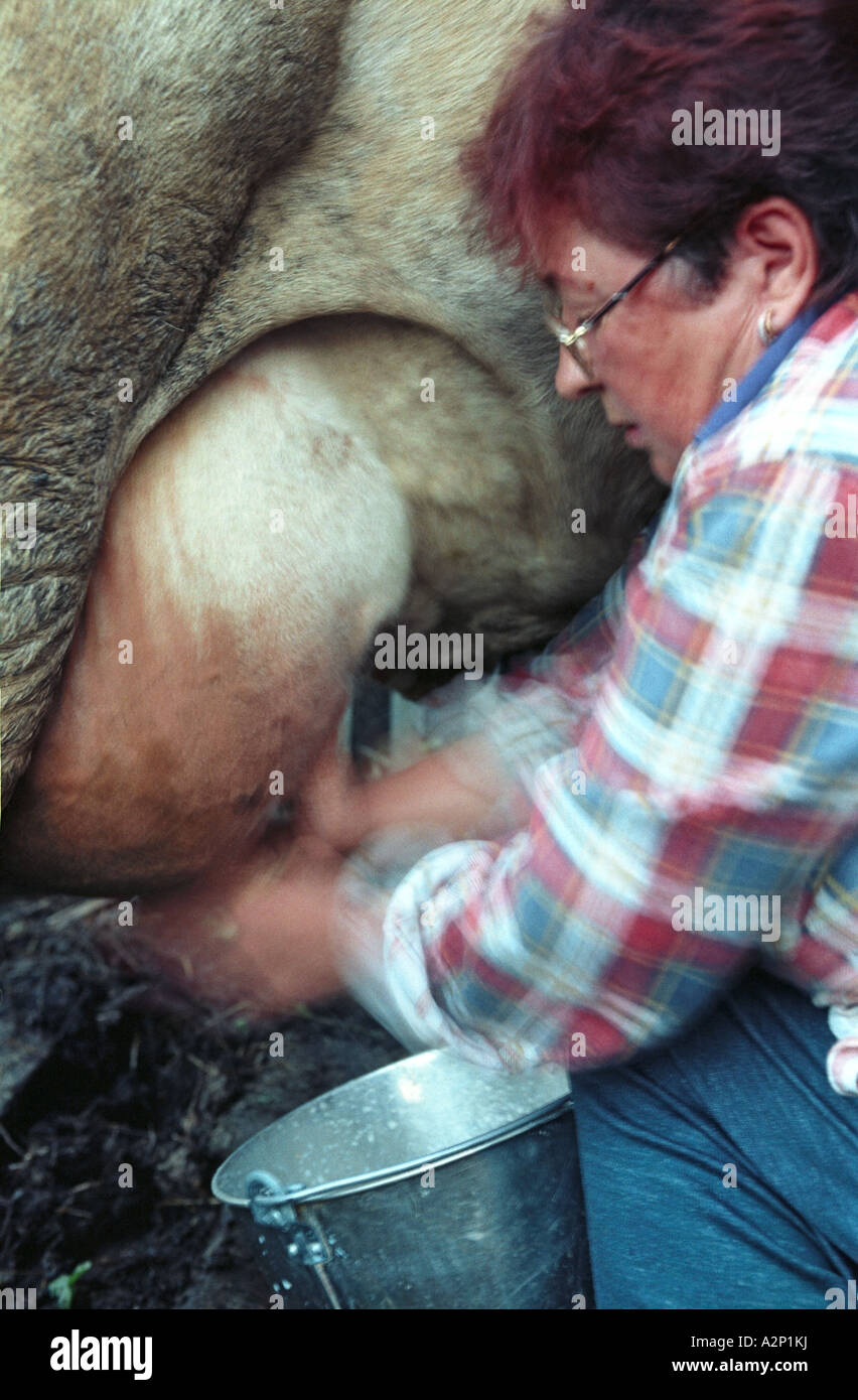 Frau ist eine Kuh melken. Altai. Sibirien. Russland Stockfoto