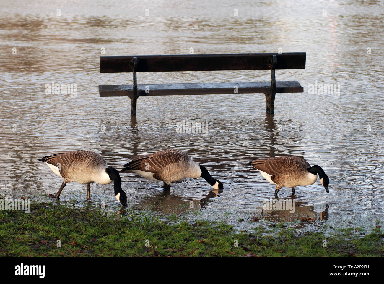 Kanadagänse Weiden in Flut Wasser, Fluss Avon, Evesham, Worcestershire, England, UK Stockfoto