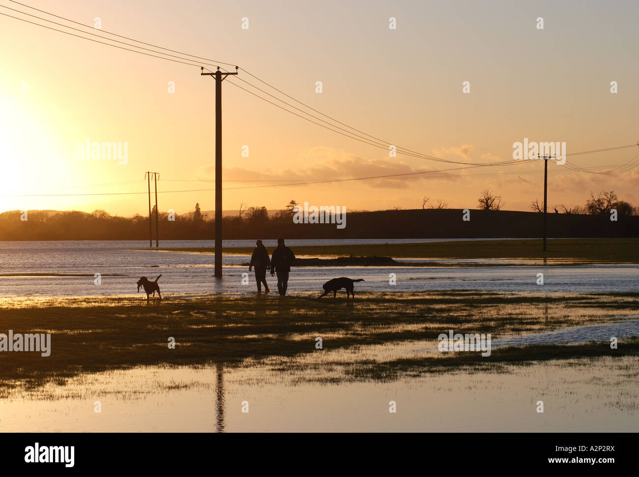 Menschen gehen Hunde in Fluss Severn Hochwasser im Winter, Tewkesbury, Gloucestershire, England, UK Stockfoto