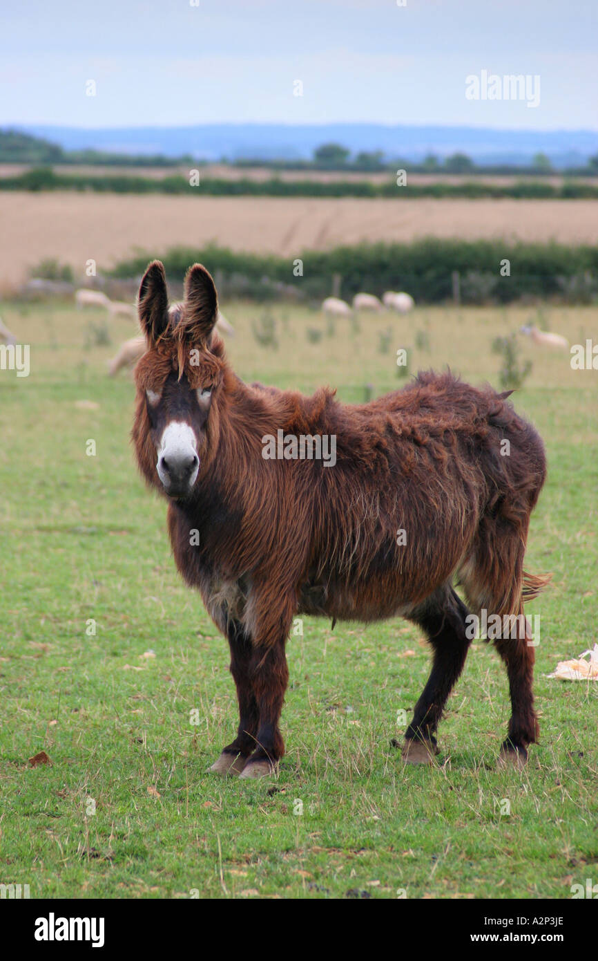 Ein Maultier Stand in einem Feld Stockfoto