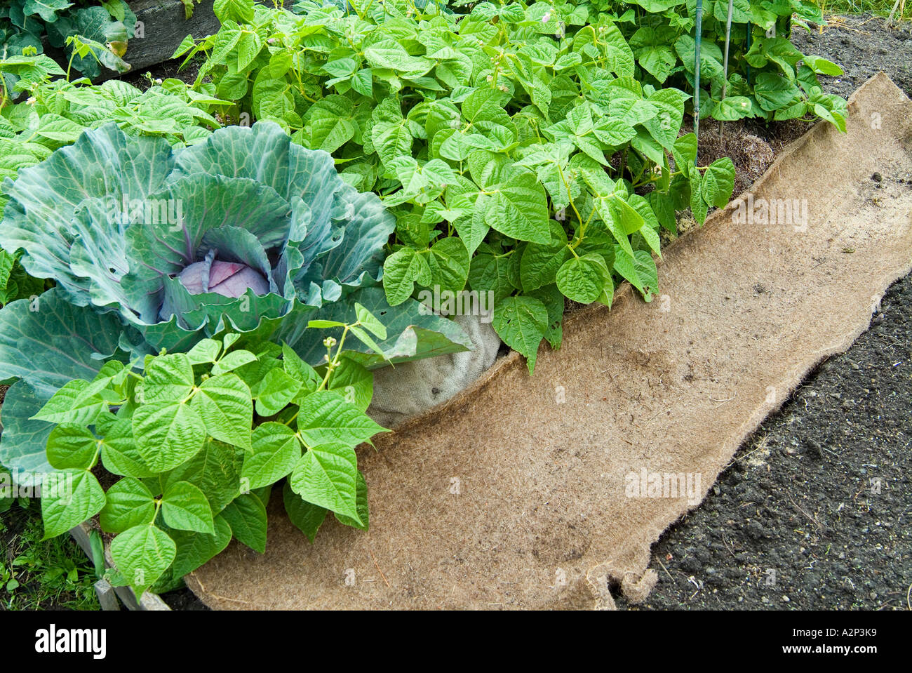 Alte Teppichunterlage als Unkrautunterdrückungsmittel im Gemüsegarten Stockfoto