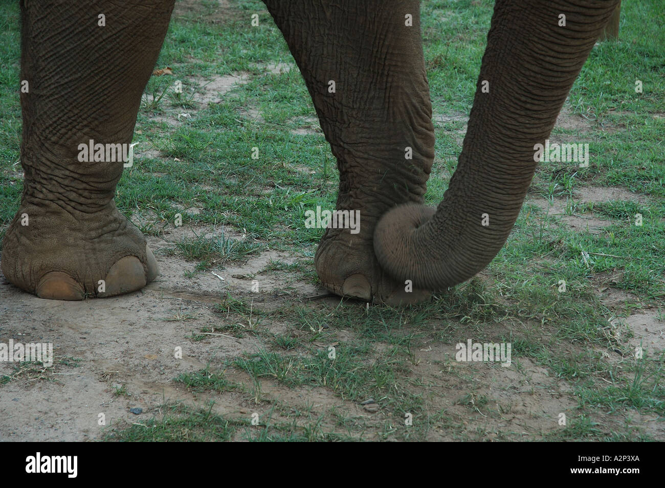 Ade 070 zwei Elefantenfüße und Kofferraum Stockfoto