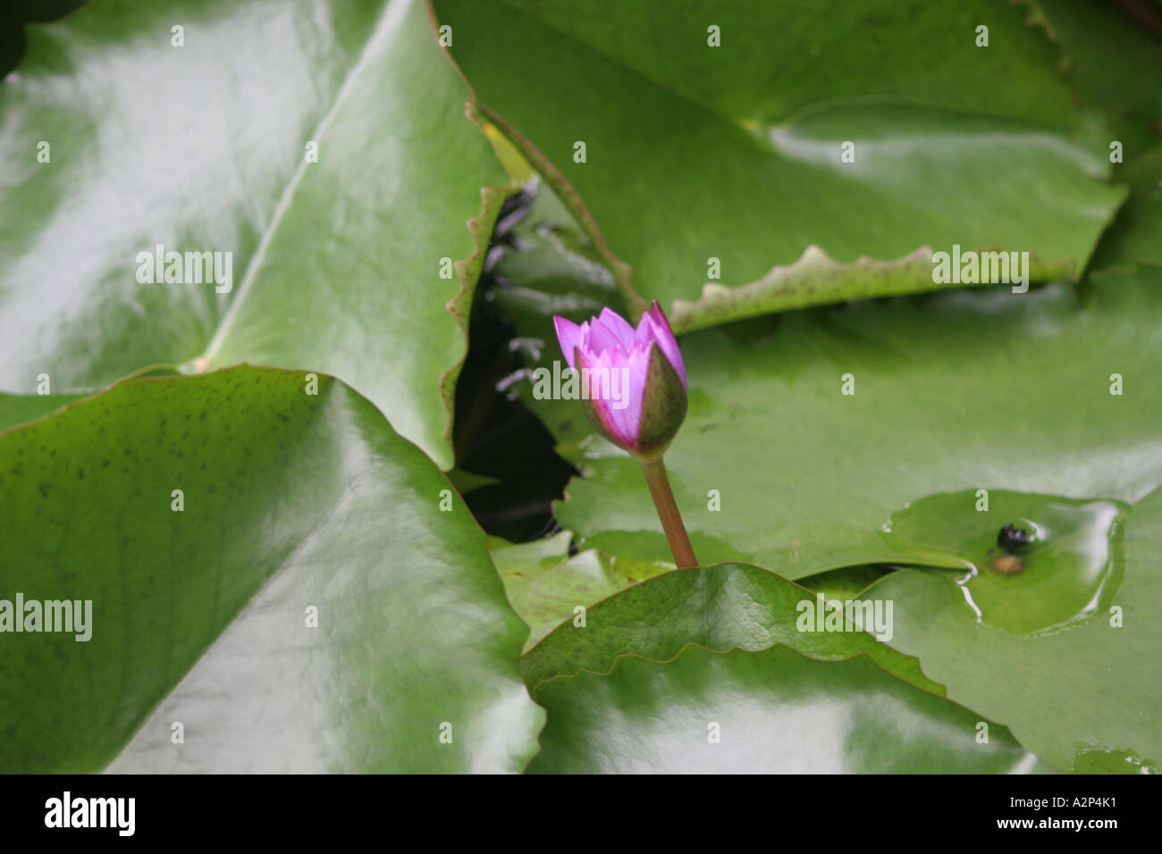 Ade 015 Waterlily-Bud (Nymphaea) Stockfoto