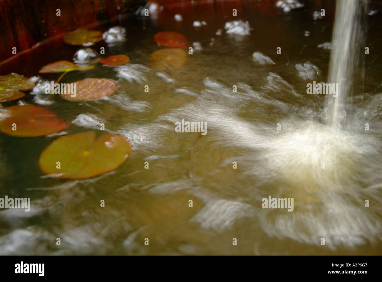 Wasser-englisches in Teich mit Dickten Stockfoto