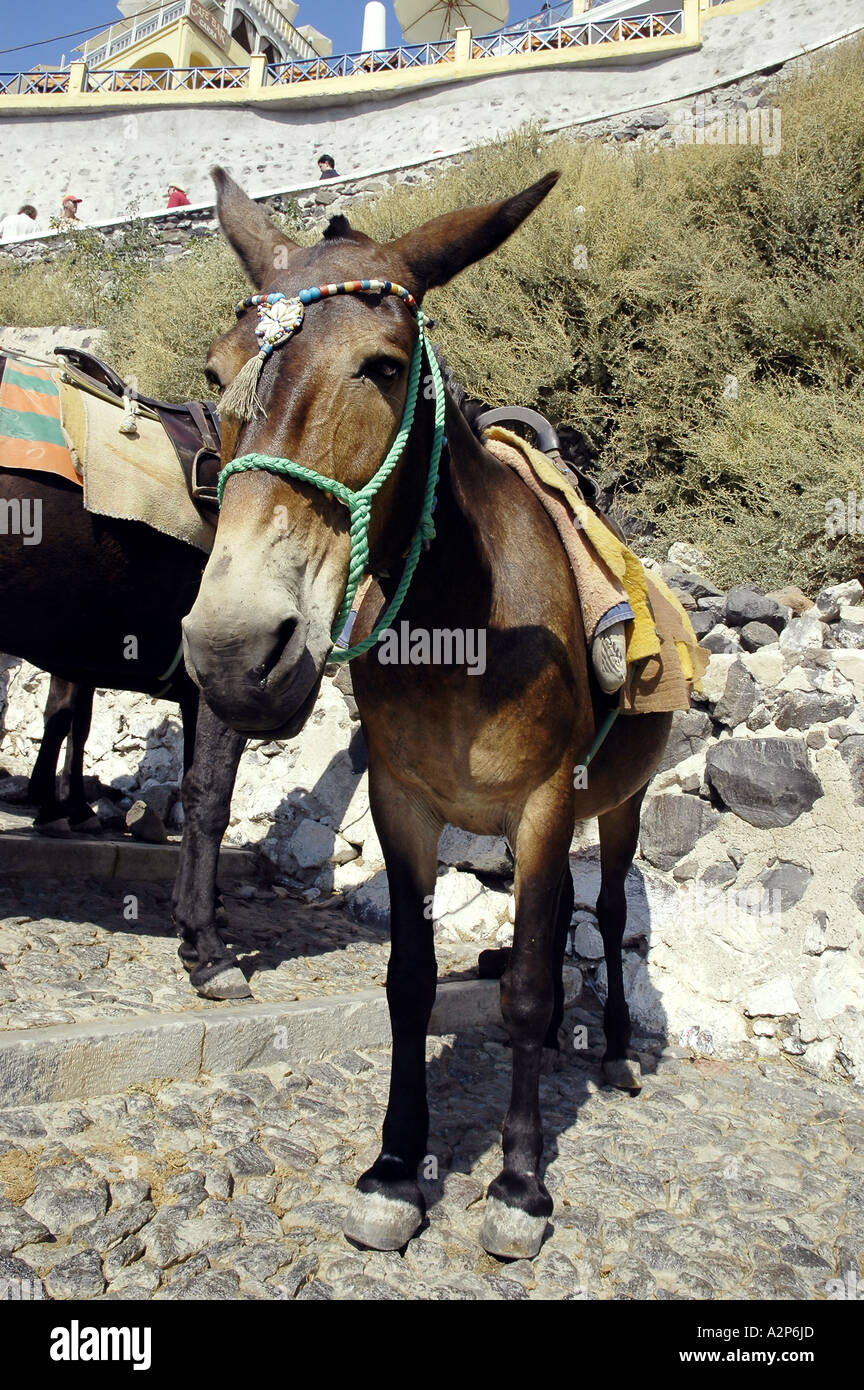 Mule Esel Esel Santorini griechische Inseln Griechenland Stockfoto
