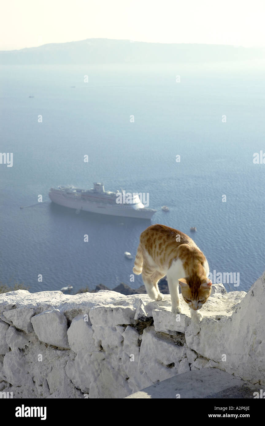 Santorini griechische Inseln Griechenland Boot Katze weiße Wand Stockfoto