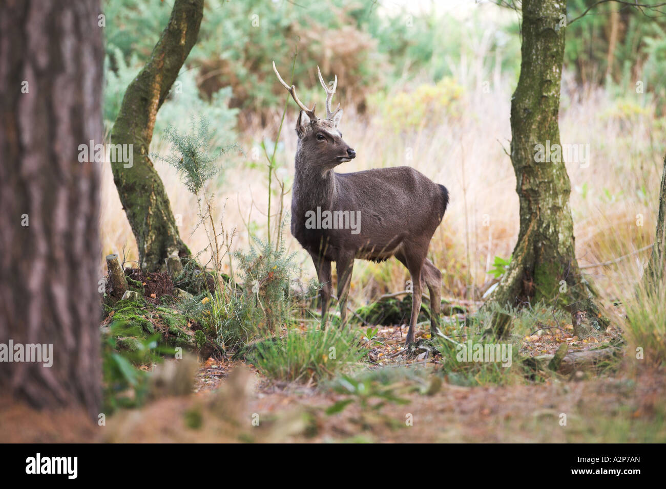 Sika Deer Beweidung im Wald von Arne RSPB Nature Reserve, Dorset, Großbritannien (Cervus Nippon), Januar Stockfoto
