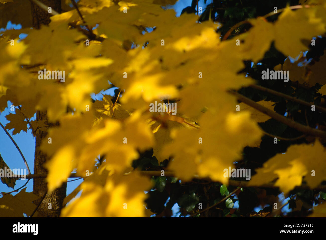 farbige Herbstblätter auf Ästen in Irlands Landschaft, Stockfoto