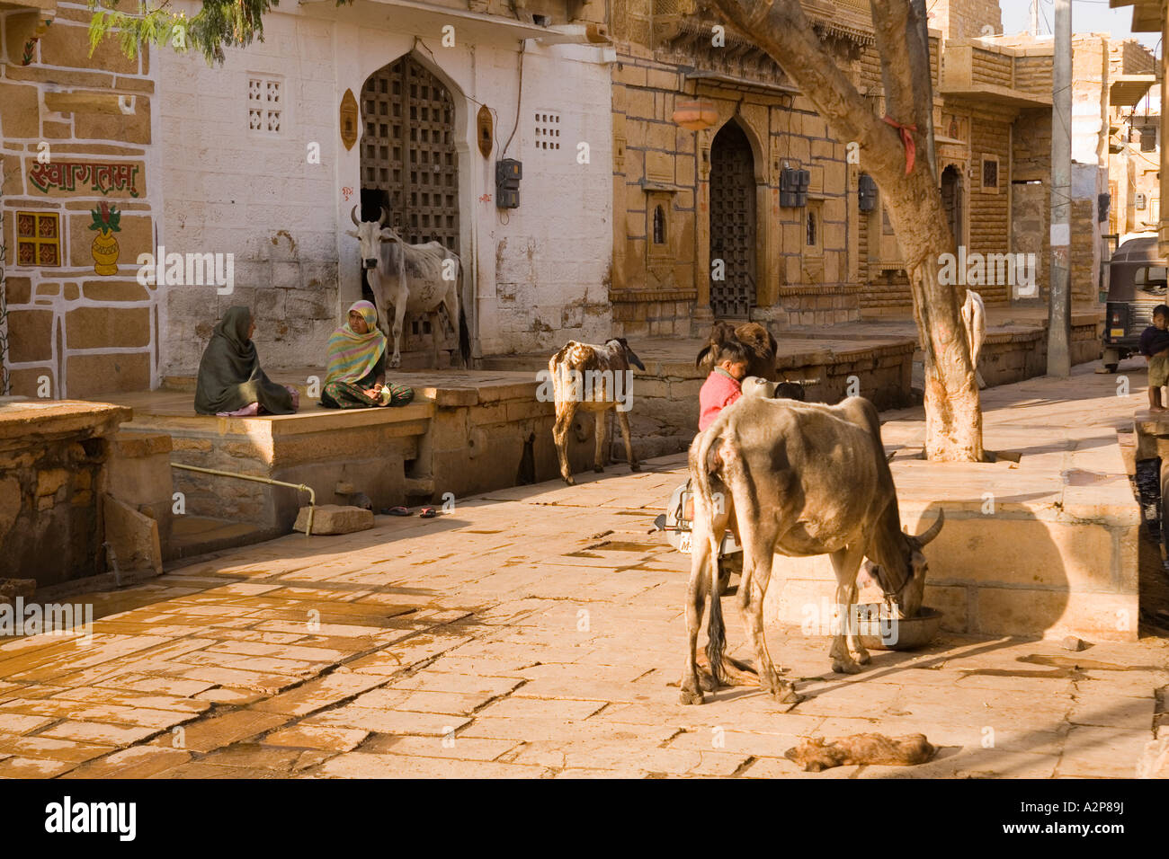 Indien Rajasthan Jaisalmer inländische Kühe gefüttert in kleinen städtischen Straße Stockfoto